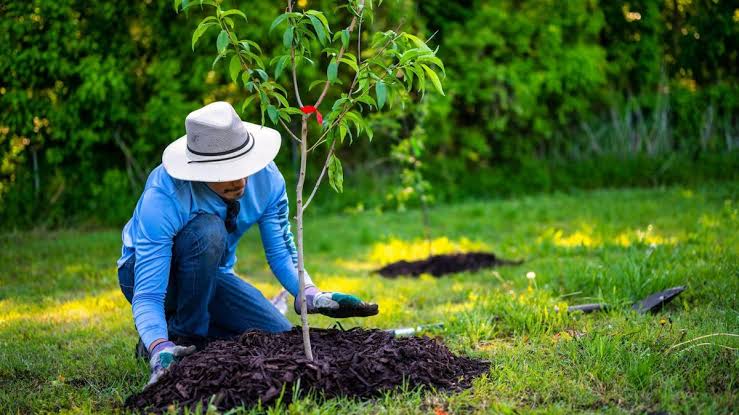 Plant Your Legacy